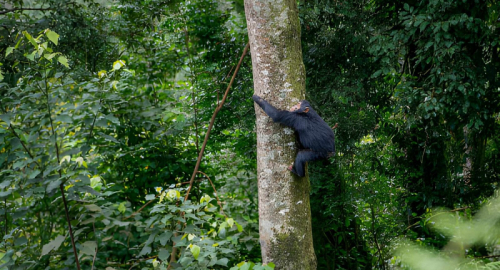 Nuova specie di scimmia in Congo: scoperto il Likweli